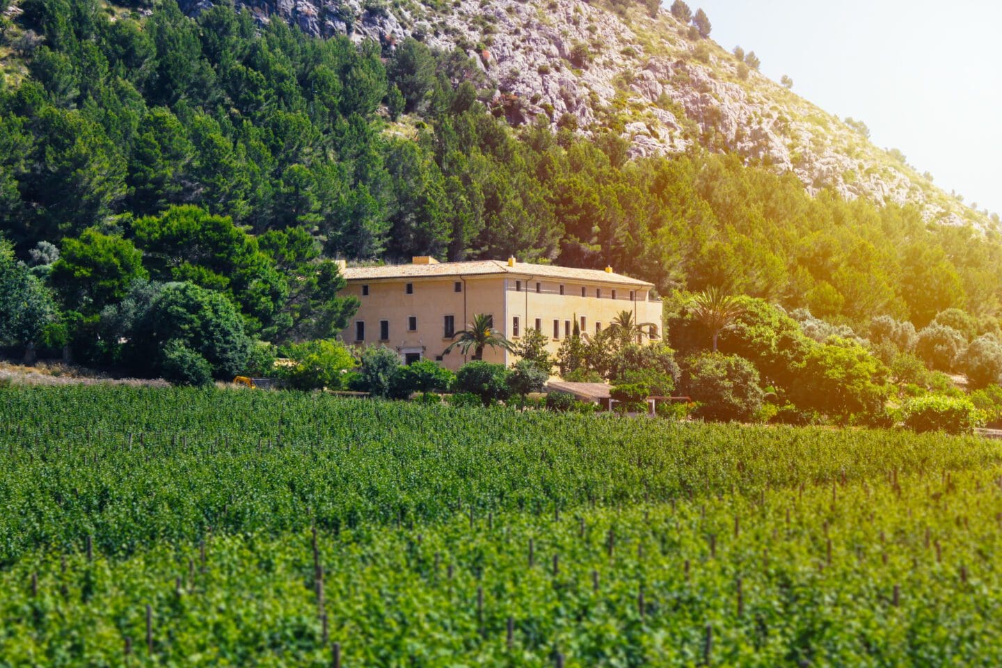 Mallorcan Cuisine Wine Pairing