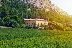 Mallorcan Cuisine: The Perfect Wine Pairing for Binissalem Wines